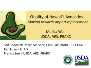 Quality of Hawaii Avocados, moving towards import replacement
