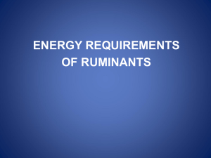 Energy Requirements of Ruminants (2012)