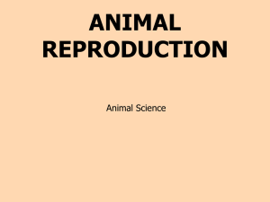 Animal Reproduction - Class Presentation