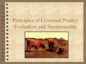 Beef and Swine Grading PowerPoint