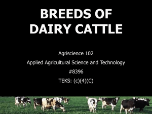Dairy Cattle Breeds