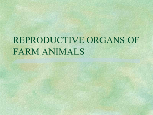 REPRODUCTIVE ORGANS OF FARM ANIMALS