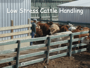 Low Stress Cattle Handling - The Agricultural Health and Safety