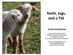 Teeth, Tags, and a TSE