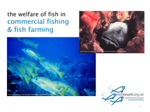 3. Fish welfare in commercial fishing