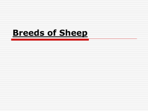 Sheep PowerPoint