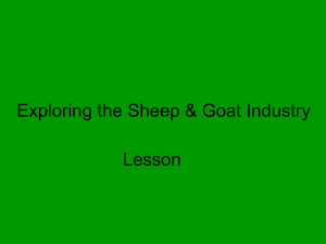 Sheep and Goat PPT - Middletown High School
