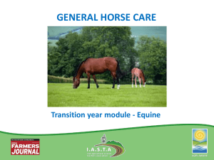 General Horse Care