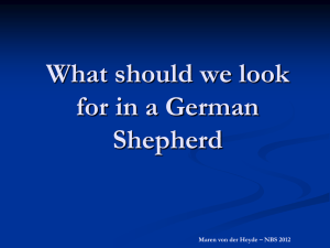 What should we look for in a German Shepherd