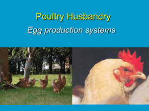 Poultry Production Week 3 and 4 Commercial layers 9.85MB