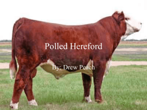 Polled Hereford powerpoint