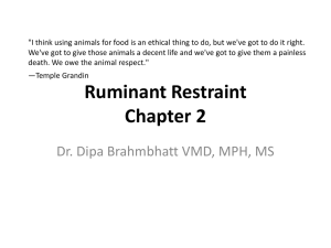 dipaRuminant Restraint new5 - Dr. Brahmbhatt`s Class Handouts