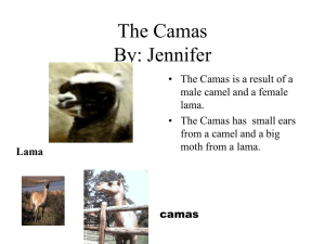 PowerPoint Presentation - By: Jennifer Taira The Camas