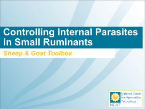 Controlling Internal Parasites in Small Ruminants