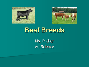 Beef Breeds PPT