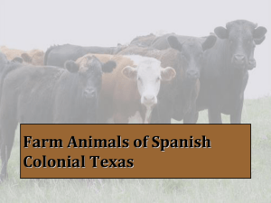Farm Animals of Spanish Colonial Texas