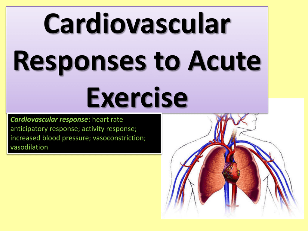 Cardiovascular Responses To Acute Exercise PPT