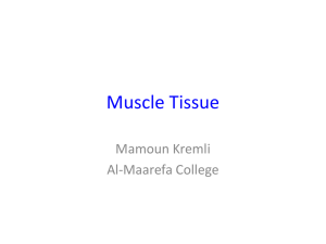 Types of Skeletal Muscle