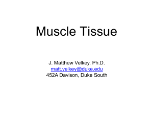 Histology04-MuscleTissue