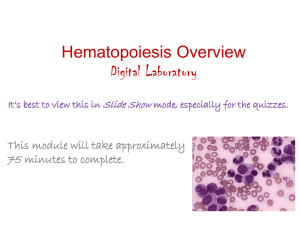 Hematopoiesis Overview