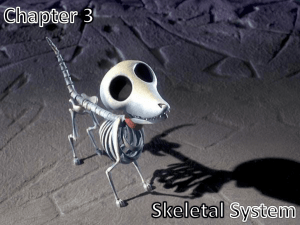 Skeletal System Chapter 3