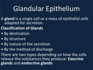 2-glandular epithelium