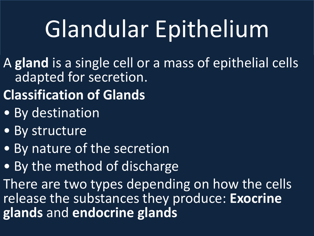 2 Glandular Epithelium