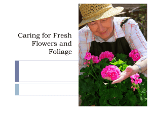 Caring for Fresh Flowers and Foliage
