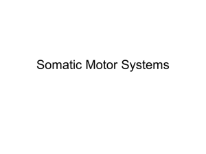 Organization of Motor Systems