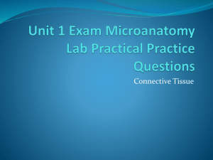 Unit 1 Exam Microanatomy Lab Practical Practice Questions