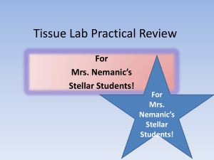 Tissue Lab Practical Review