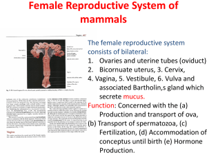 Female reproductive system – Copy