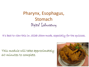 Pharynx, Esophagus and Stomach