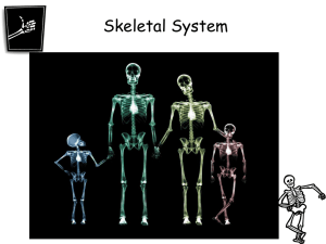 Skeletal System - The Science Queen