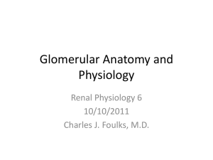 Glomerular Anatomy and Physiology