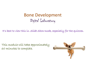 Bone Development