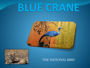 BLUE CRANE - Umhlanga College