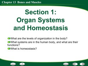 Chapter 13 Bones and Muscles Skeletal Muscle