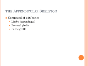 The+Appendicular+Skeleton
