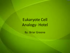 Eukaryote Cell-briar