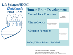 Presentation: Brain Development Lessons