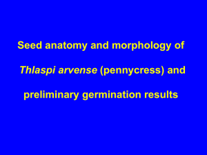 Anatomy and morphology of Thlaspi arvense and Panicum virgatum