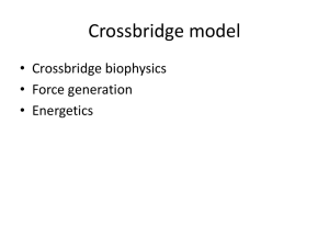 Crossbridge mechanics