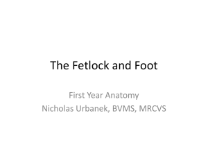 The Fetlock and Digit