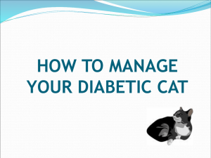 how to manage your diabetic cat - Centre for Veterinary Education