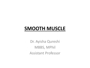 SMOOTH MUSCLE