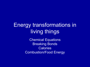 Energy transformations in living things