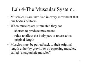 Lab 4-The Muscular System