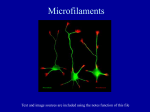 PowerPoint Presentation - Cell Architecture: Microfilaments