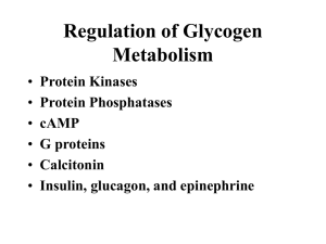 LECT 06 Glycogenregulation